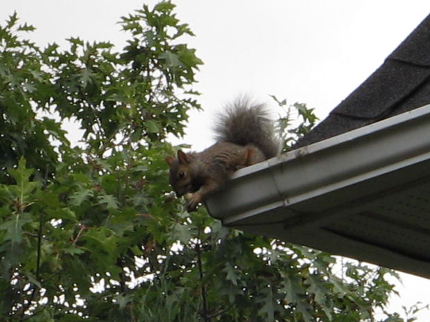 Humane Squirrel Removal From Your Property Call The Professionals