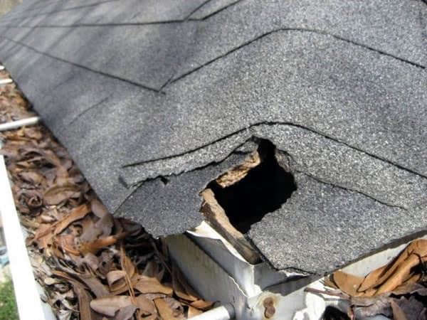 Possible squirrel entry points in your home