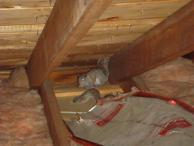 When Are Squirrels Active in the Attic