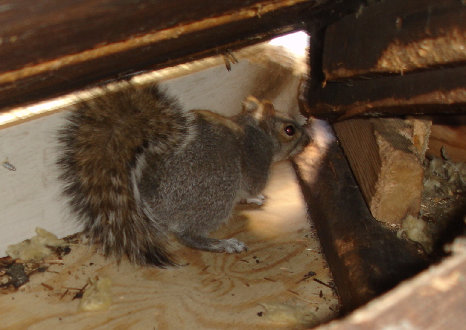 squirrel living in attic