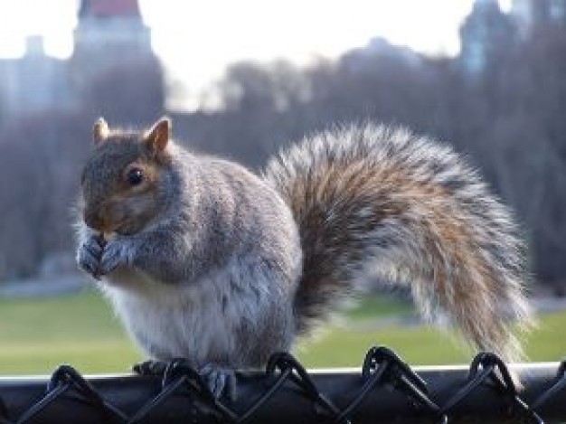 squirrel in city