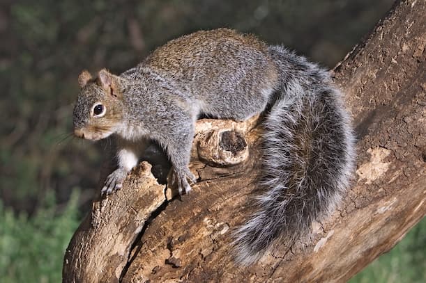 5 Benefits of Squirrel Repellents