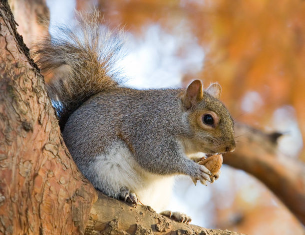 How to Remove Squirrels From the Home