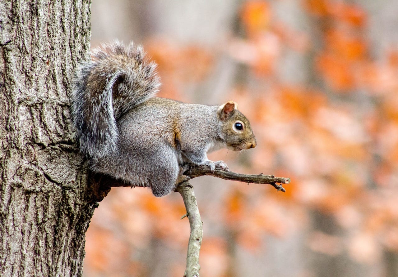 Are squirrels in attic dangerous?