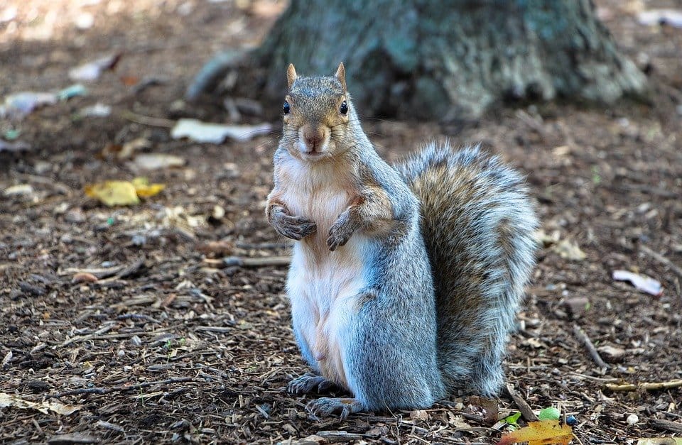 Can Squirrels Get Down Chimneys?