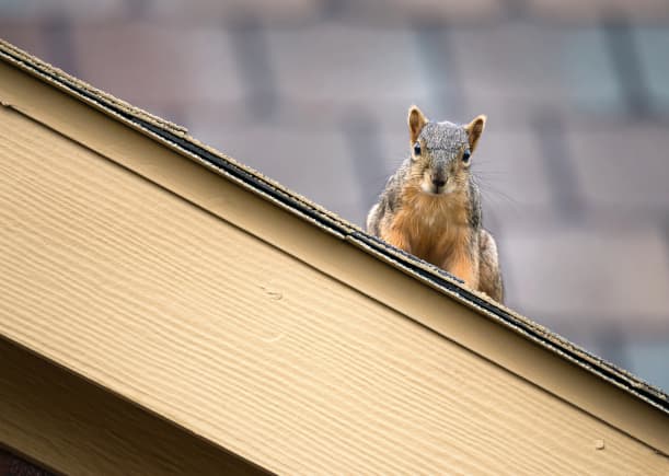 How Do I get squirrels out of my attic