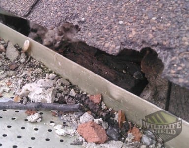 roof edge squirrel damage
