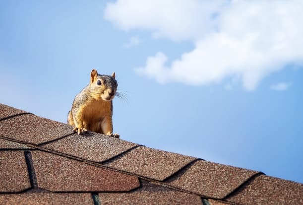 Should You Be Worried About Squirrels on Your Roof
