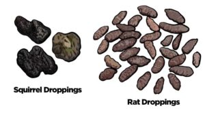 Are Squirrel Droppings Dangerous? What You Need to Know About Squirrel ...