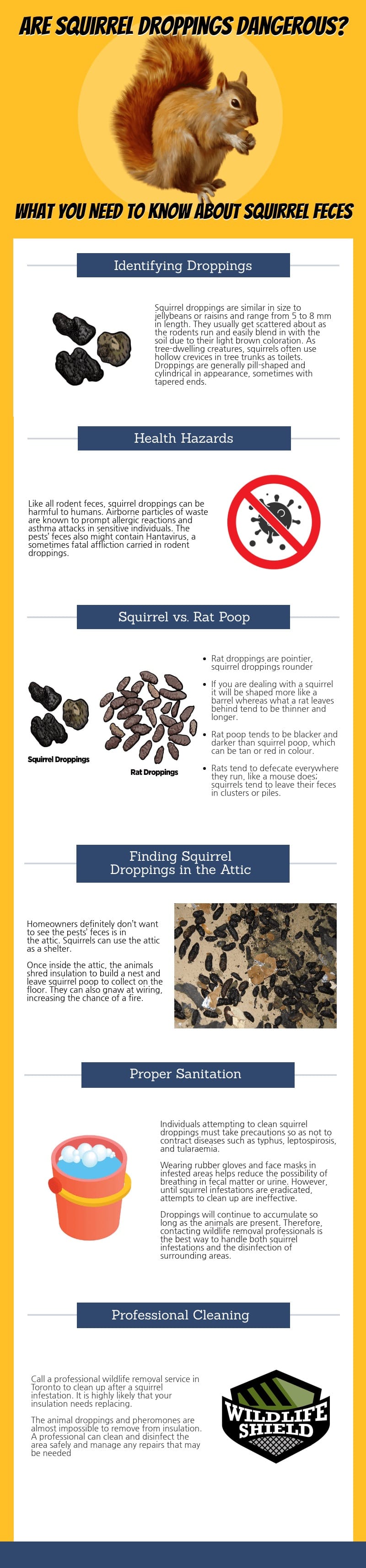 squirrel droppings and poop danger infographic