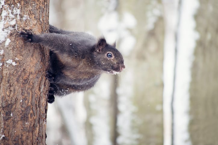 how Squirrels Survive Winter
