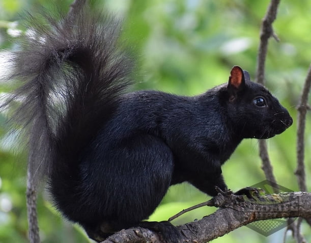Where Do Black Squirrels Originate From