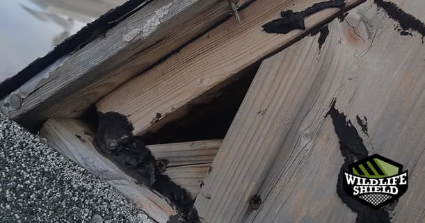 Prevent Squirrels From Getting in Your Attic