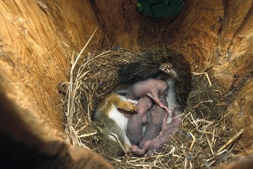 squirrel nest with babies and mother