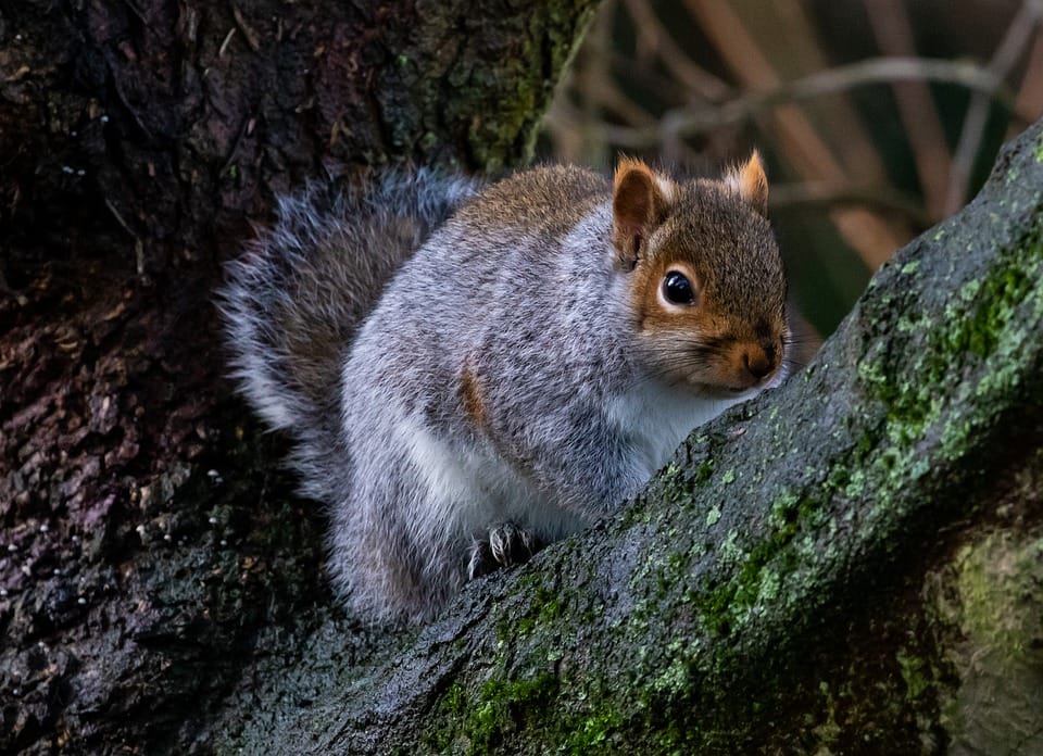 Are Squirrels in The Attic Dangerous?