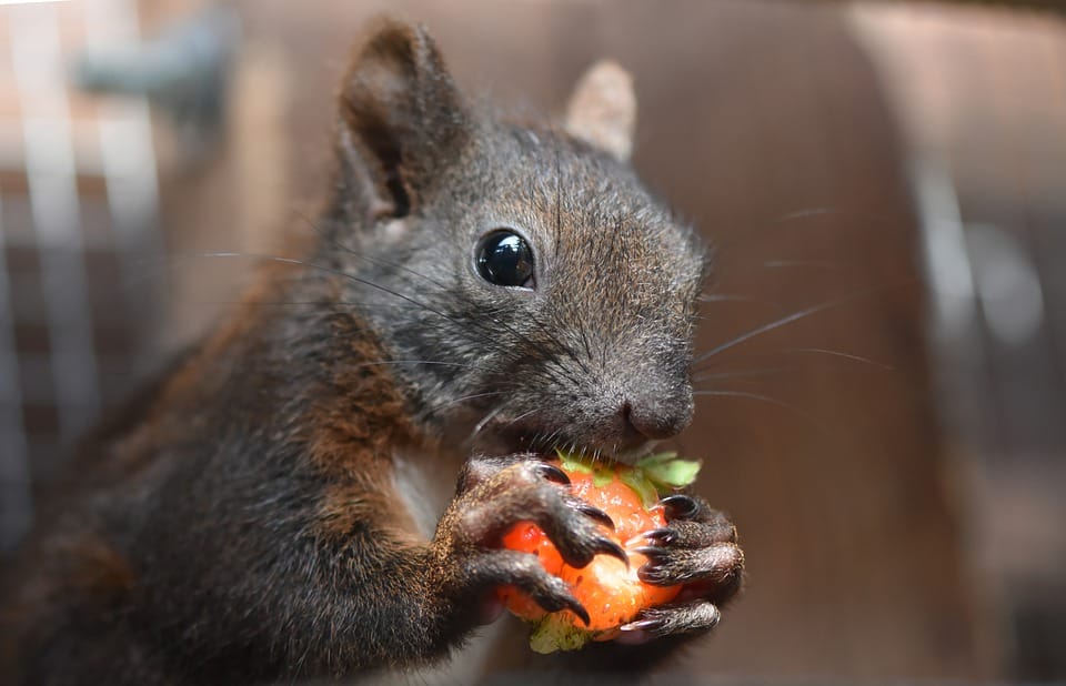 How to Get Rid of Squirrels in The Garden