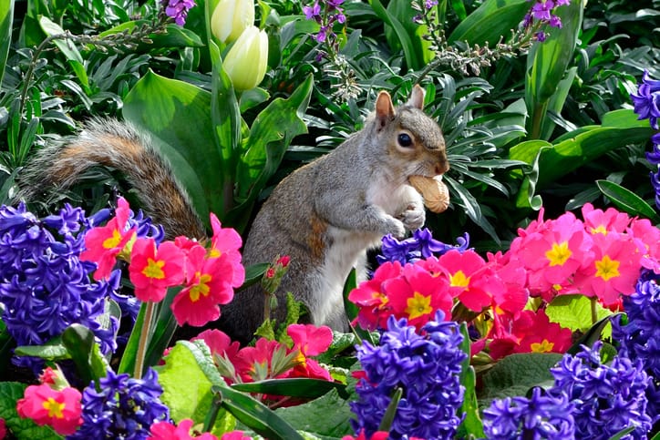How to Keep Squirrels Out of Plants