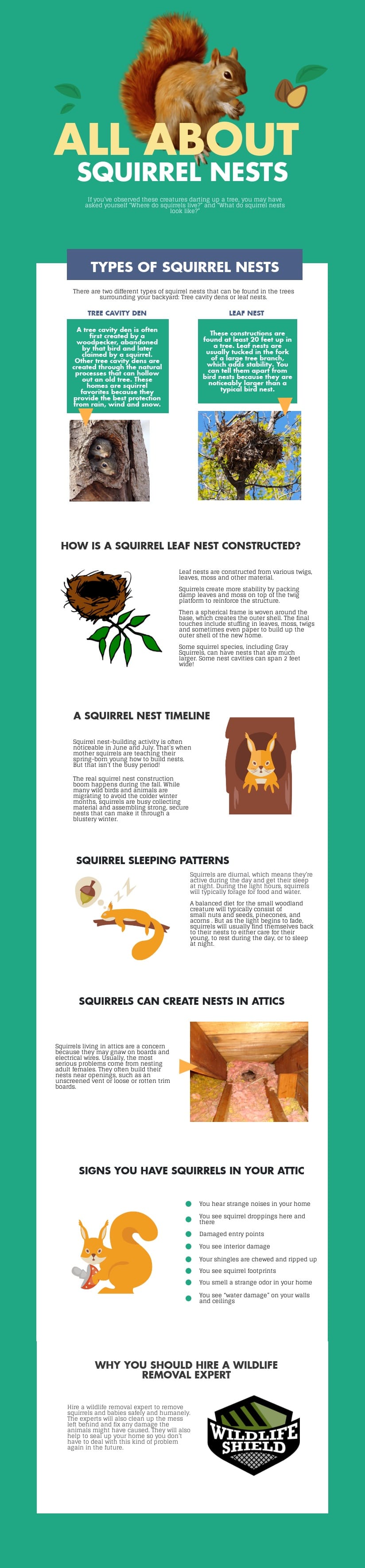 all about squirrel nests - infographic