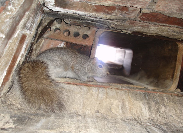 why do squirrels break into attic