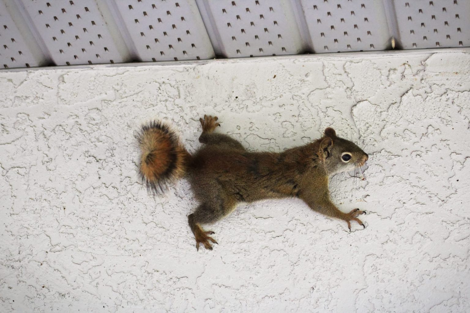 How Small A Hole Can A Gopher Get Through