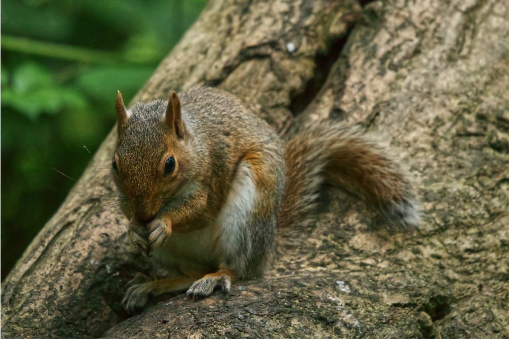 What attracts squirrels to your property