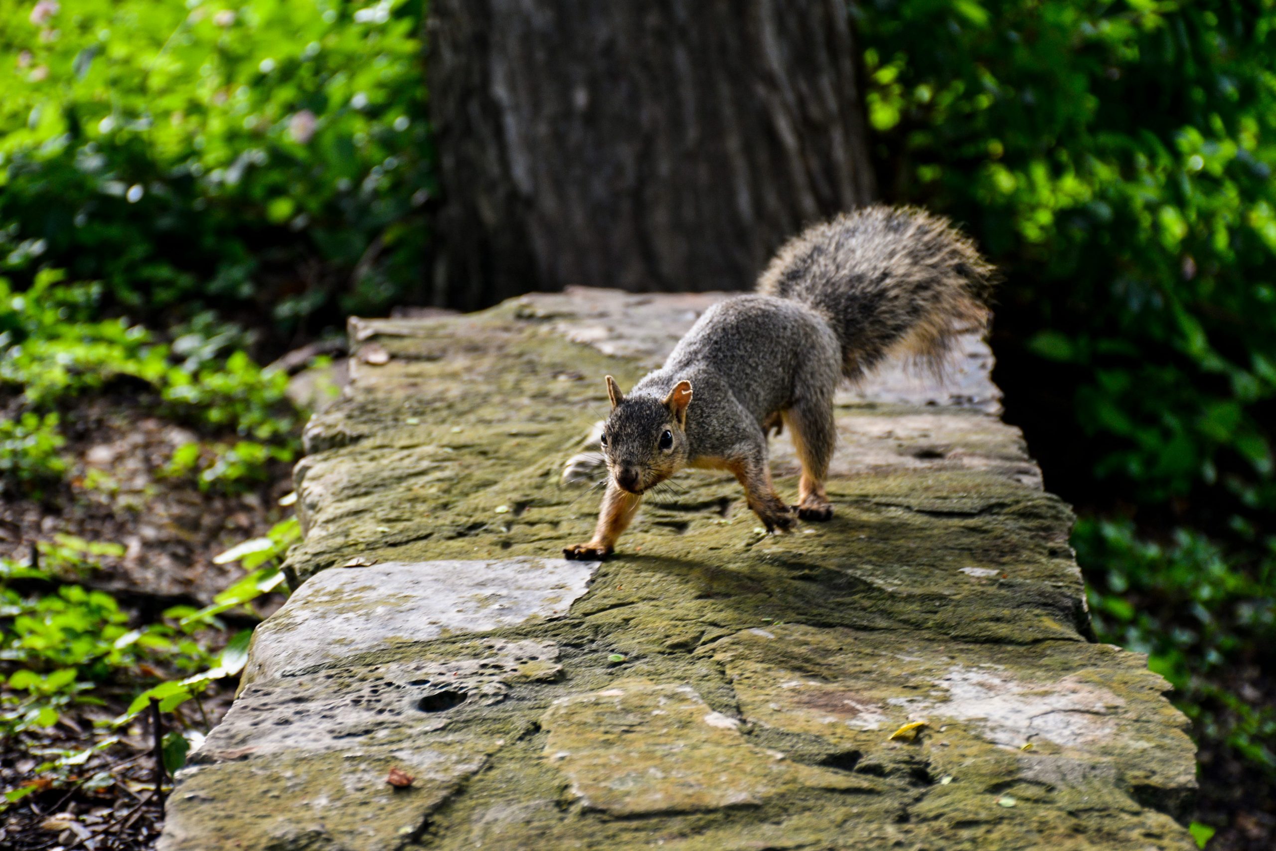 How to Keep Squirrels Out of Potted Plants - Squirrelcontrol.ca