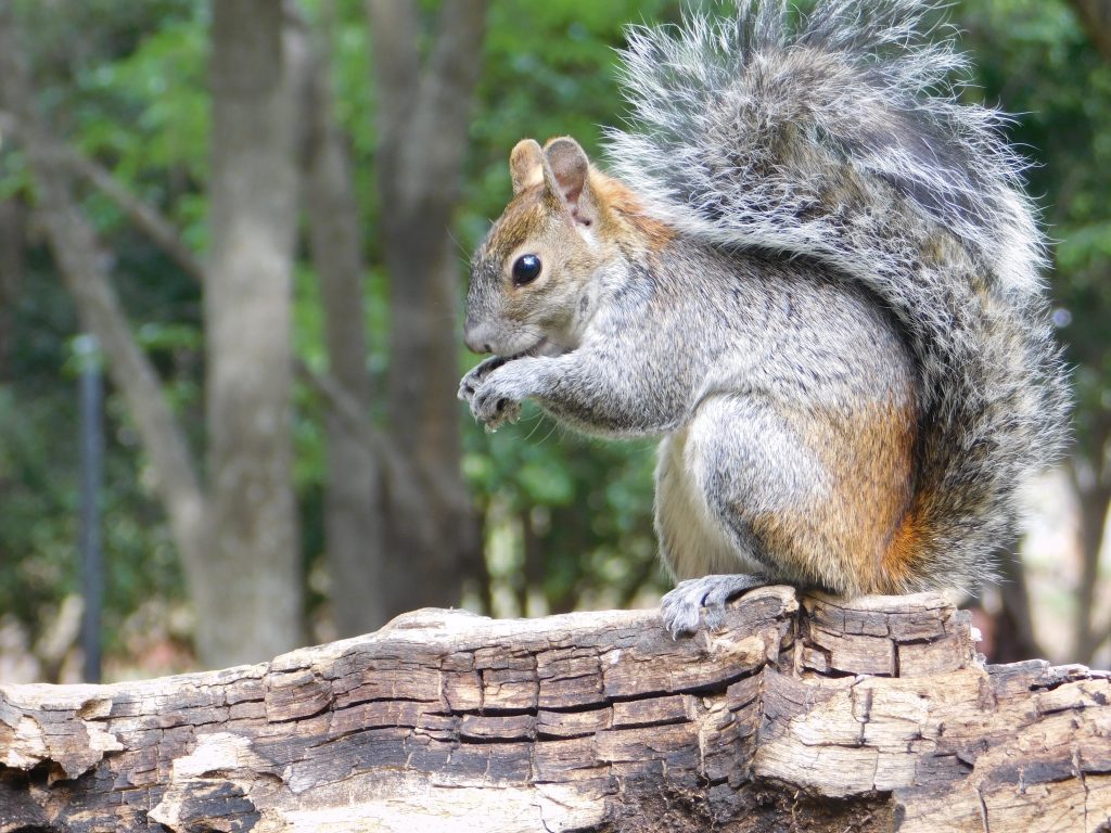 What is the best method of squirrel pest control?