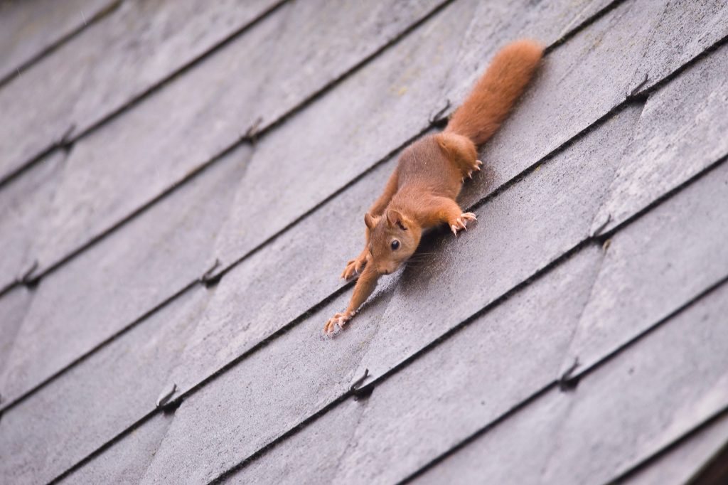 how to seal off my attic so squirrels cant access it.
