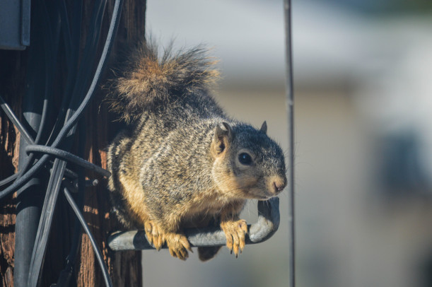 Can Squirrels Chew Through Steel Wool