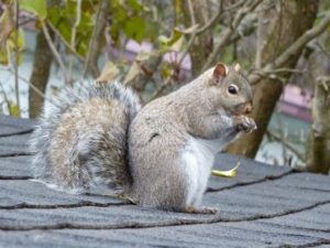 When Are Squirrels Most Active - Are Squirrels Most Active During The ...