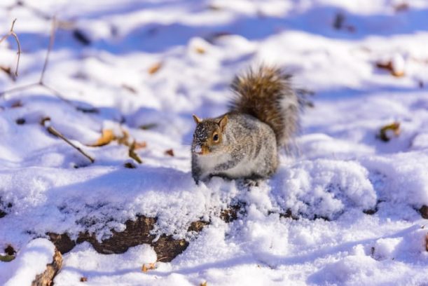 Where Do Squirrels Go in the Winter?