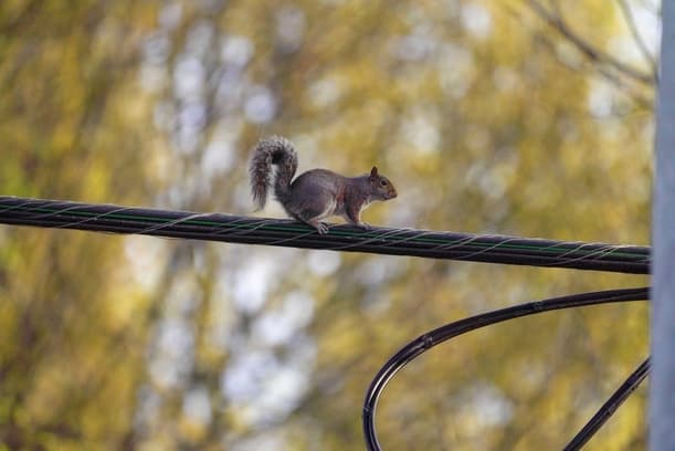 is it possible to protect wires from squirrels