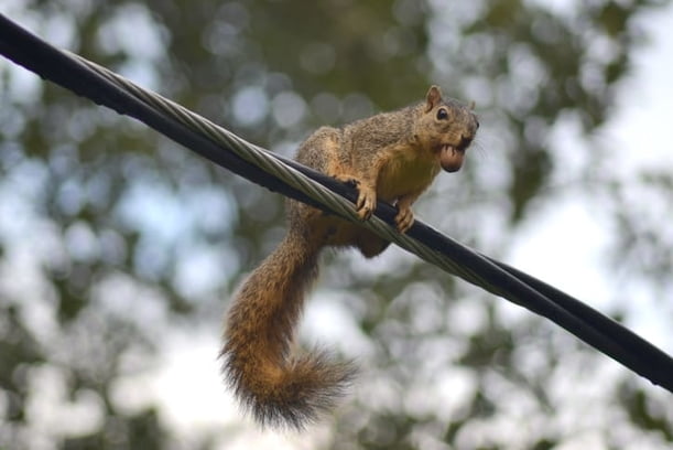 Home Remedies For Keeping Squirrels Away
