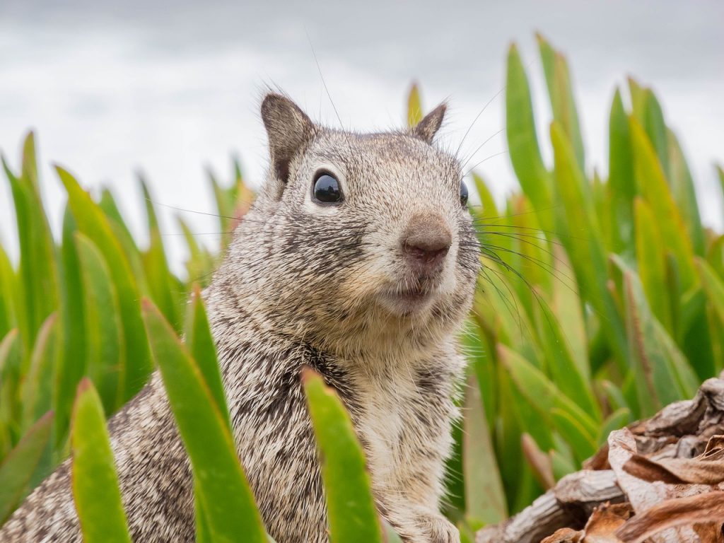 Can a squirrel scratch give you rabies?