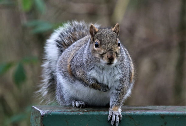 Managing squirrel damage in your yard and garden