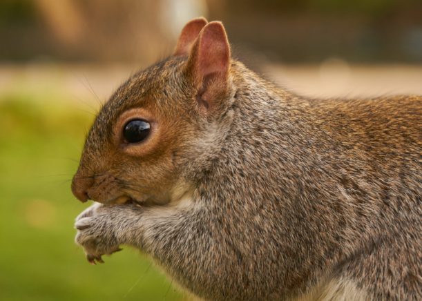 What are some good spring squirrel invasion prevention tips