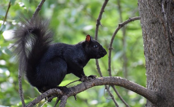 Why are squirrels Black in Toronto
