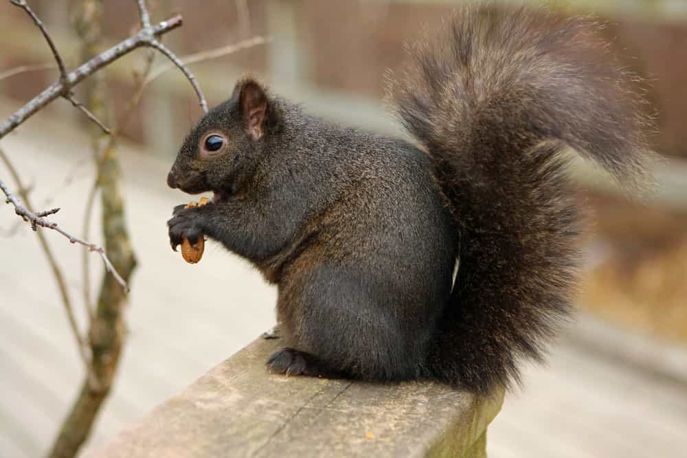 Are Squirrels territorial?