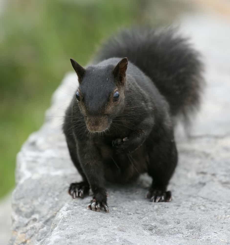 Are squirrels protected in Ontario