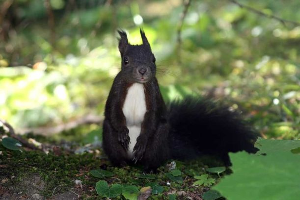 Are squirrels territorial in nature?