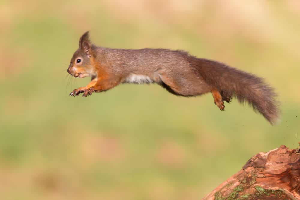 Can Squirrels Attack Your pets?