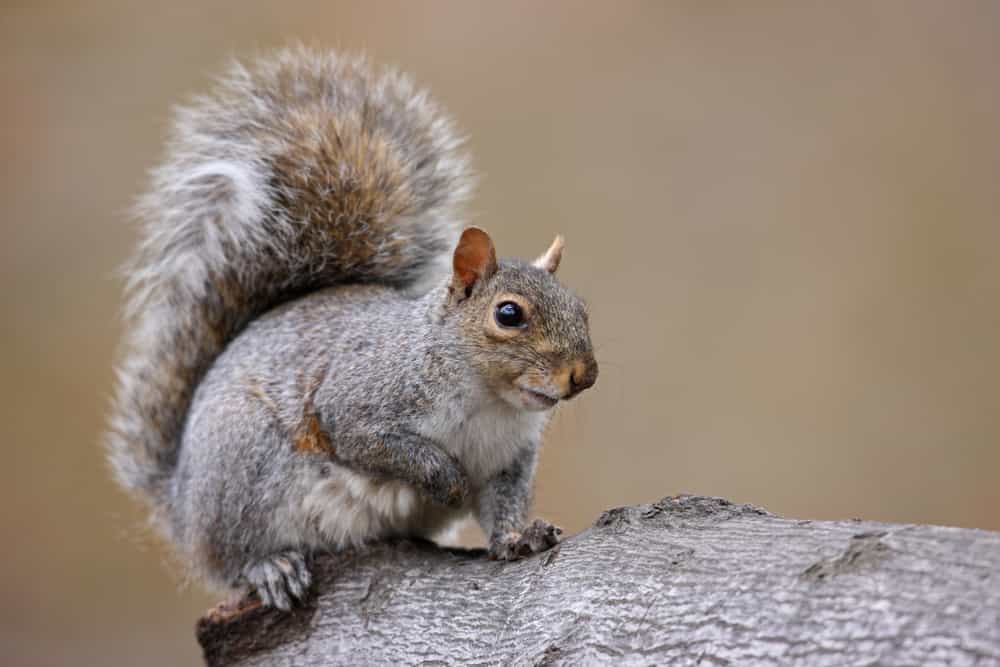 Can a squirrel be rabid?