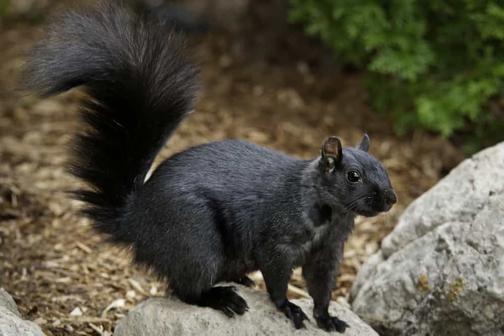 Can squirrel damage aluminum fascia capping
