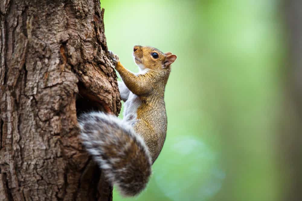 Can squirrels damage your roof solar panels