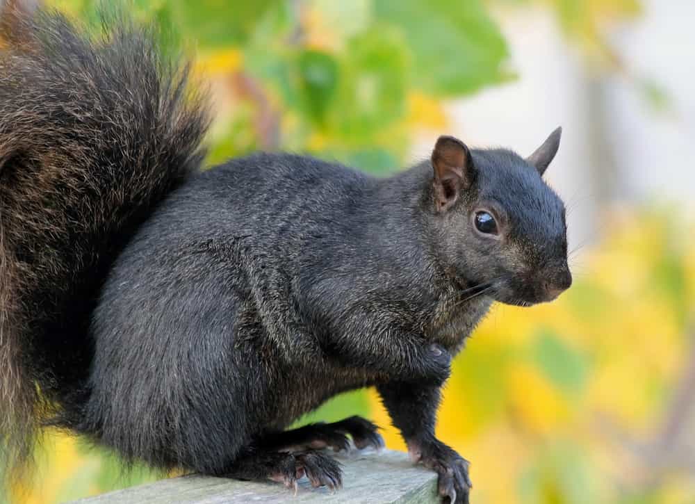 Can squirrels spread coronavirus? 
