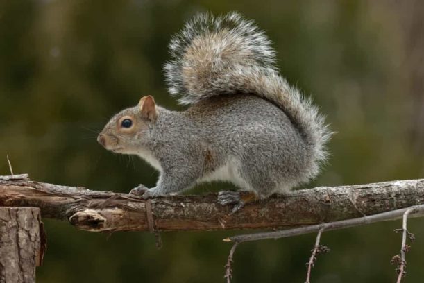 How long do squirrels remain in our houses?
