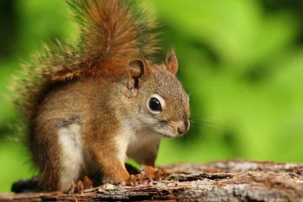 Are squirrels vermin like rats and mice