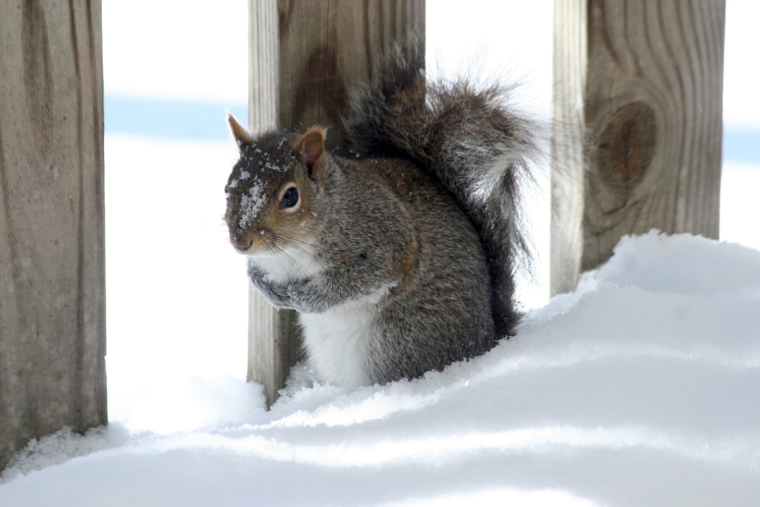 squirrels hibernate in winter