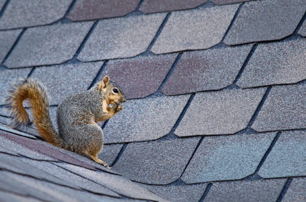 How to Spot Vulnerable Areas that Squirrels Can Exploit