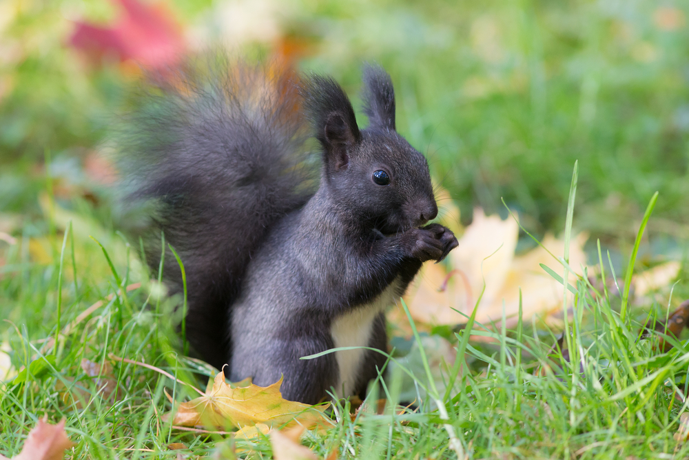 What are squirrels’ natural predators